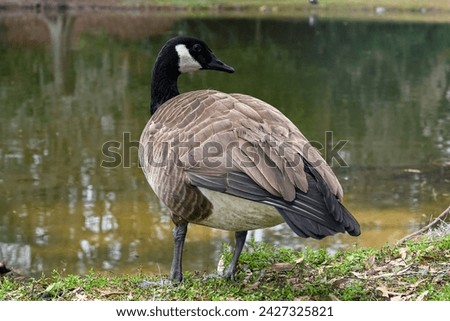 Goose standing on bank closeup