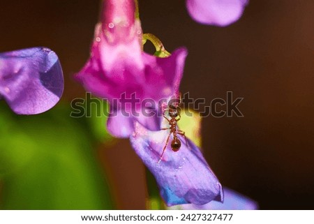 A small red ant climbs the petals of the spring vetchling plant. Juicy colorful Lathyrus vernus flowers Royalty-Free Stock Photo #2427327477
