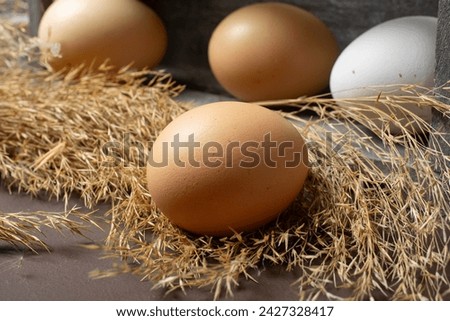 Chicken eggs in a nest close-up.