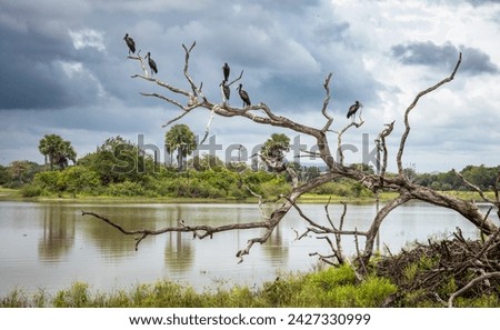African openbill storks (anastomus lamelligerus) wait on a dead tree over a flooded lake as they hunt in Nyerere National Park (Selous Game Reserve) in southern Tanzania. Royalty-Free Stock Photo #2427330999