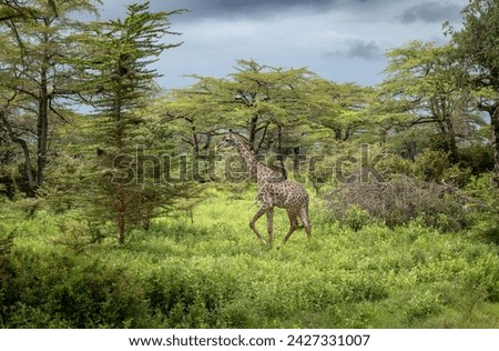 A female Masai giraffe in Nyerere National Park (Selous Game Reserve) in southern Tanzania. The Masai giraffe is listed as endangered by the IUCN.