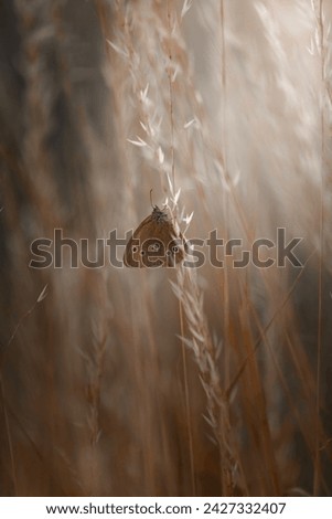 Ringlet Butterfly resting on grass in a serene natural setting. Royalty-Free Stock Photo #2427332407