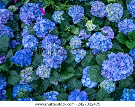 Purple and blue hydrangea flowers in garden,flower background Royalty-Free Stock Photo #2427332495