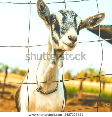 Goat baby looking very amazing picture organic Pakistani goat 