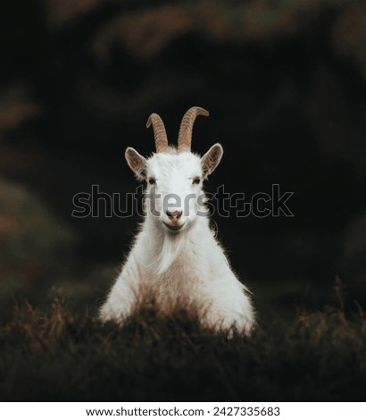 A cashmere goat is a type of goat that produces cashmere wool, the goat's fine, soft, downy, winter undercoat, in commercial quality and quantity. Royalty-Free Stock Photo #2427335683