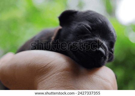 A tiny black puppy sleeping in his arms. Dogs photography.
