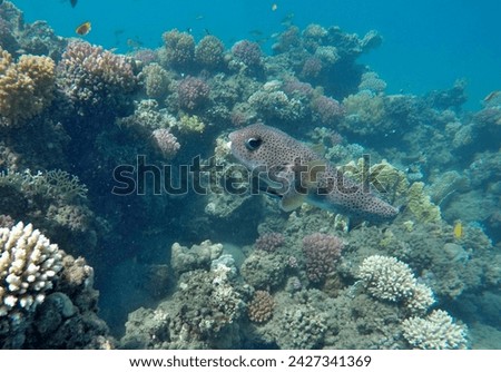 spot-fin porcupinefish (Diodon hystrix), also known as the spotted porcupinefish, black-spotted porcupinefish or simply porcupinefish, is a membe