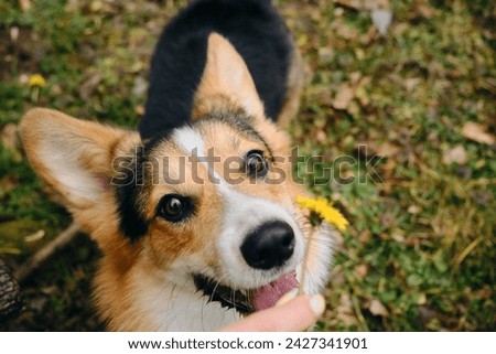 Welsh corgi Pembroke Tricolor walks in the park in early spring. Female pet owner holds a yellow dandelion in her hands and gives the dog a sniff of the flower. Top view close portrait Royalty-Free Stock Photo #2427341901