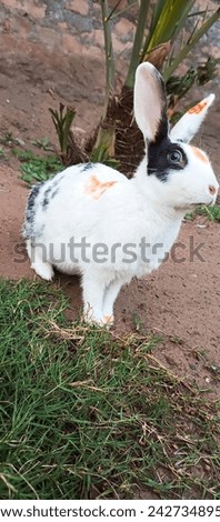 
beautiful rabbit picture for walpaper