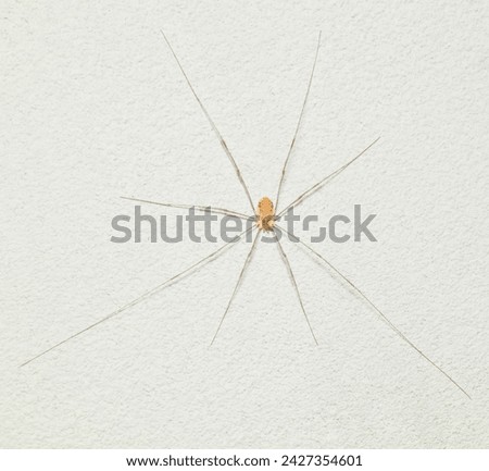 a small spider Opiliones on the wall Royalty-Free Stock Photo #2427354601