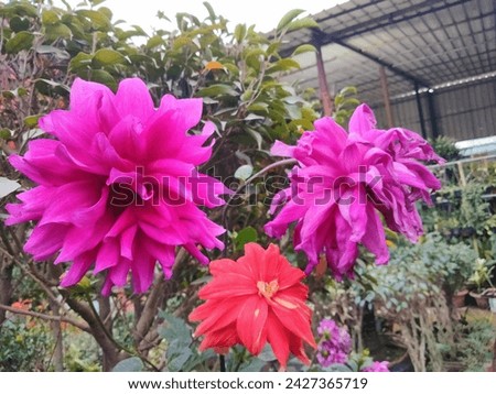 Different Dahlia flowers, mature and magnificent closeup.