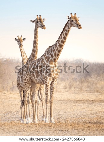 Three giraffes portrait at soft blur background in Etosha Safari Park, Namibia. Group of Giraffe family, two adult with calf posing to photo in savanna landscape, wildlife african animals in habitat.
