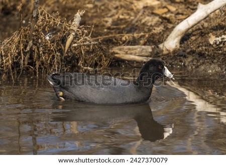 
A close up of an American Coot swimming in calm pond water near Liberty Lake, Washington