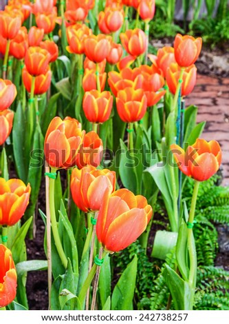 Orange Tulips in the garden