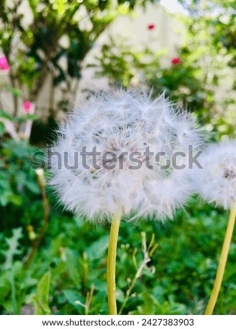 White dandelion root seasonal flower click from I phone 7 great picture use for cards wallpaper dp nature photography 