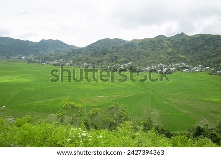 A PICTURE OF A SPIDER WEB-PATTERNED RICE FIELD LANDSCAPE