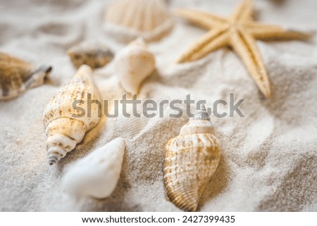 Beautiful seashells and starfish on the white sand beach with copy space top view. Summer holidays travel concept.