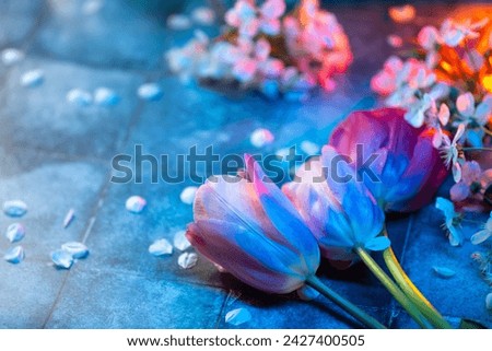 Spring wallpaper with tulips and branches of cherry blossoms. Blue background and Copy space .
