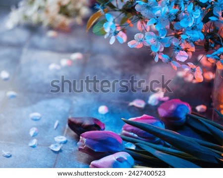 Spring wallpaper with tulips and branches of cherry blossoms. Blue background and Copy space .