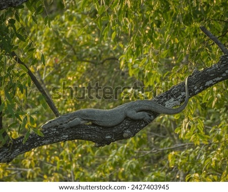 a water monitor resting on a tree Royalty-Free Stock Photo #2427403945