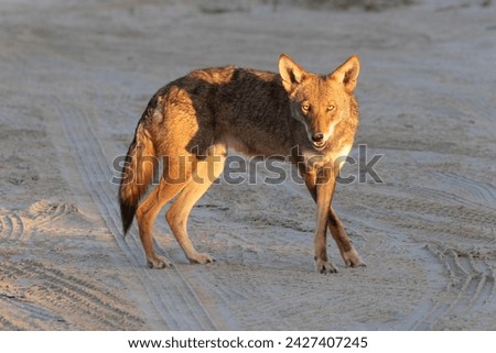 A Ghost Wolf of Galveston Island (hybrid of coyote and red wolf) on a beach Royalty-Free Stock Photo #2427407245