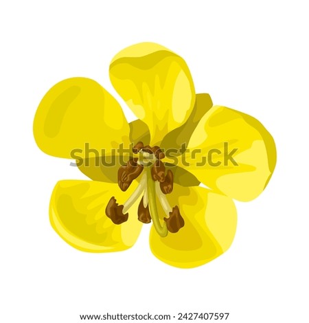 Vector illustration, Senna siamea flower, also known as cassod tree and cassia tree, isolated on white background.