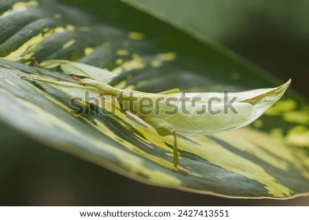 This is one type of mantis in Indonesia, this mantis is very unique and extraordinary, found in many in nature and is not afraid of humans. they are predatory insects that even eat their own kind Royalty-Free Stock Photo #2427413551