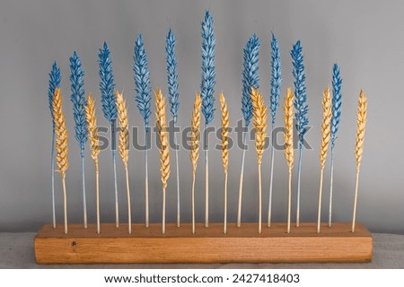 Plant symbol of Ukraine. Colored wheat decor. Ukrainian culture. Painted spikes. A bouquet of dried flowers. Homemade interior decoration. Craft product.