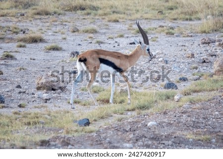 A Thomson's gazelle about to cross a road in Amboseli National Park Royalty-Free Stock Photo #2427420917