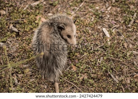 An opossum with his head turned around.