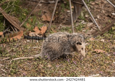 Close up of an opossum on a farm.