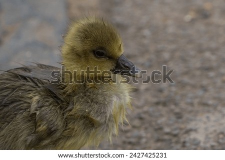 close up picture of a duckling
