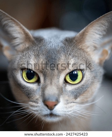 Portrait of young beautiful abyssinian cat