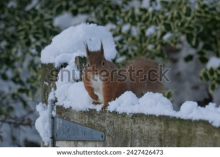 A beautiful cute red squirrel sits on a snowy gate post. Its furry tail and ears with its distinctive colour makes for a fun and lovely picture. Looking nice posing for the camera