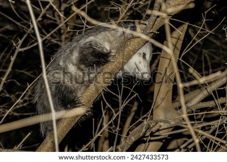  The Virginia opossum (Didelphis virginiana) - North American opossum, climbing on the tree. Wild night scene from Ohio.