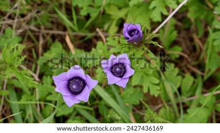 close up of the anemones, photo of the anemone flowers