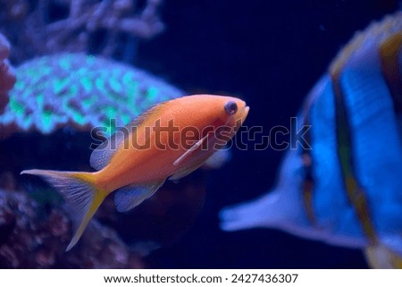 Small bright orange Bright's Goldie fish swims quickly under the sea Royalty-Free Stock Photo #2427436307