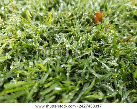 grass with morning wet dew 