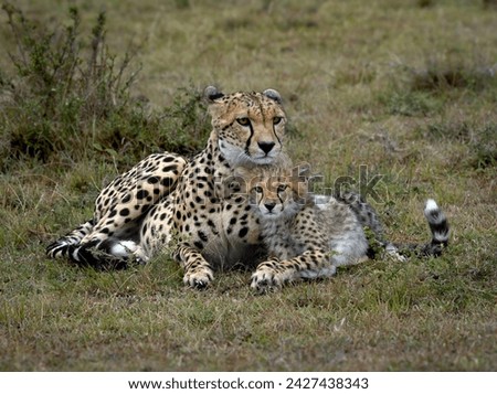 Mother Cheetah with her cub, on alert and laying together in the green grass background, facing forward.