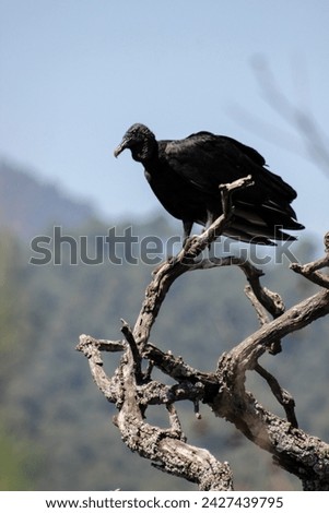 Vulture perched on a dry branch with a hill in the background