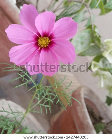 Besutiful pink cosmos images. Pink flower images. Beautiful flower background. HD quality flower images. Spring flowers. Winter flower images.