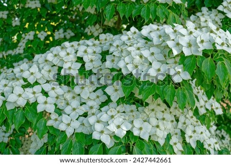 A Kousa white dogwood tree also known as a Chinese dogwood in full bloom with large white pointy flowers on branches with green foliage partial view closeup in the shade in springtime
