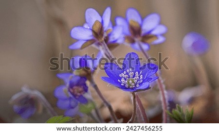 A delicate and elegant image of Hepatica nobilis, liverleaf or liverwort. Blooming violet flowers on colorful forest background. Floral wall art will decorate the wall.  Wild flowers in nature.
