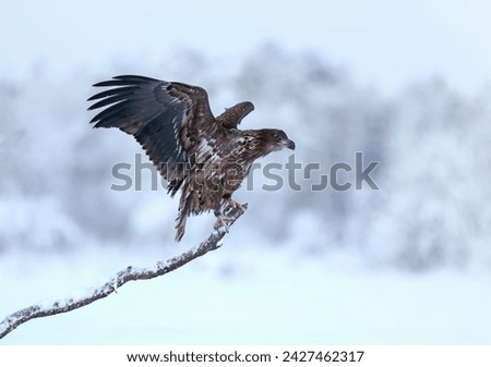 The white tailed eagle its a huge bird of prey in Denmark we call it for the flying door 