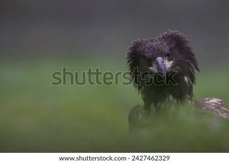 The white tailed eagle its a huge bird of prey in Denmark we call it for the flying door 