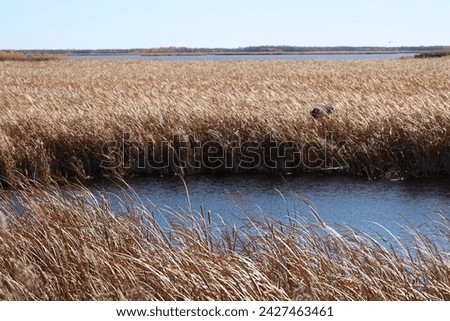 autumn landscape prairie marshes under clear blue skies Royalty-Free Stock Photo #2427463461