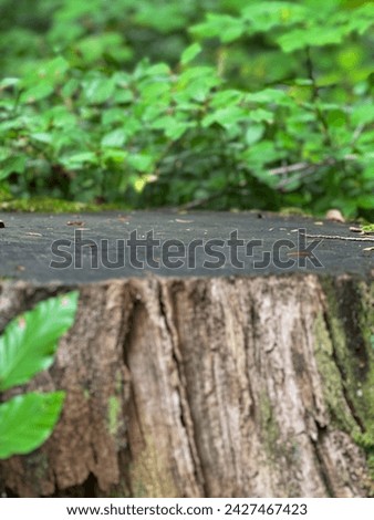 Empty wood table podium outdoor in the forest with blurry green leaves in background. Space for product presentation 