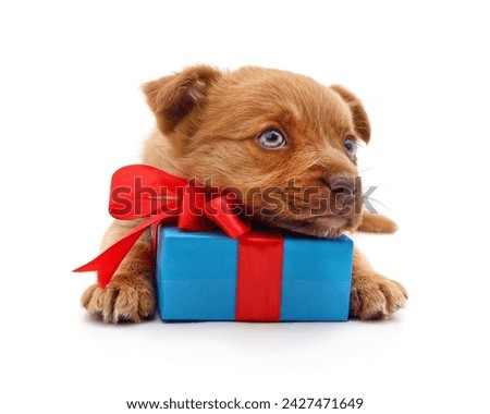 Brown puppy with gift isolated on a white background.