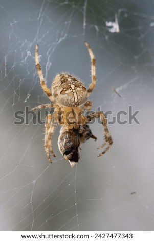 Germany, Altenberg - 16. August 2023 - A bright spider with a white cross on its back catches a bee in its web and wraps it up. The background is light blue.