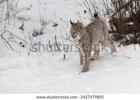 Canadian Lynx (Lynx canadensis) Stretches Out Back Leg Winter - captive animal